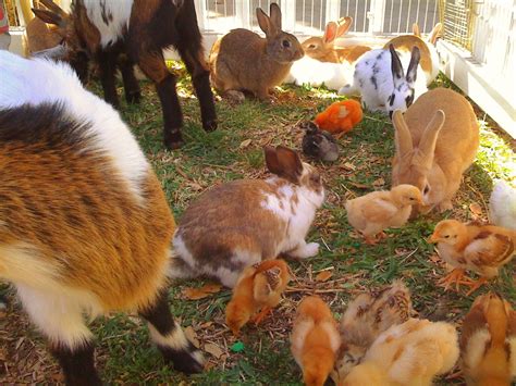 Petting zoo rental near me - Mobile Petting Zoo and Pony ridesWe Bring The Farm To You. Laughing Place Farm has been a family-owned business since 2002, bringing the farm to you! We are licensed and insured. Our staff is well trained and happy to accommodate your needs to …